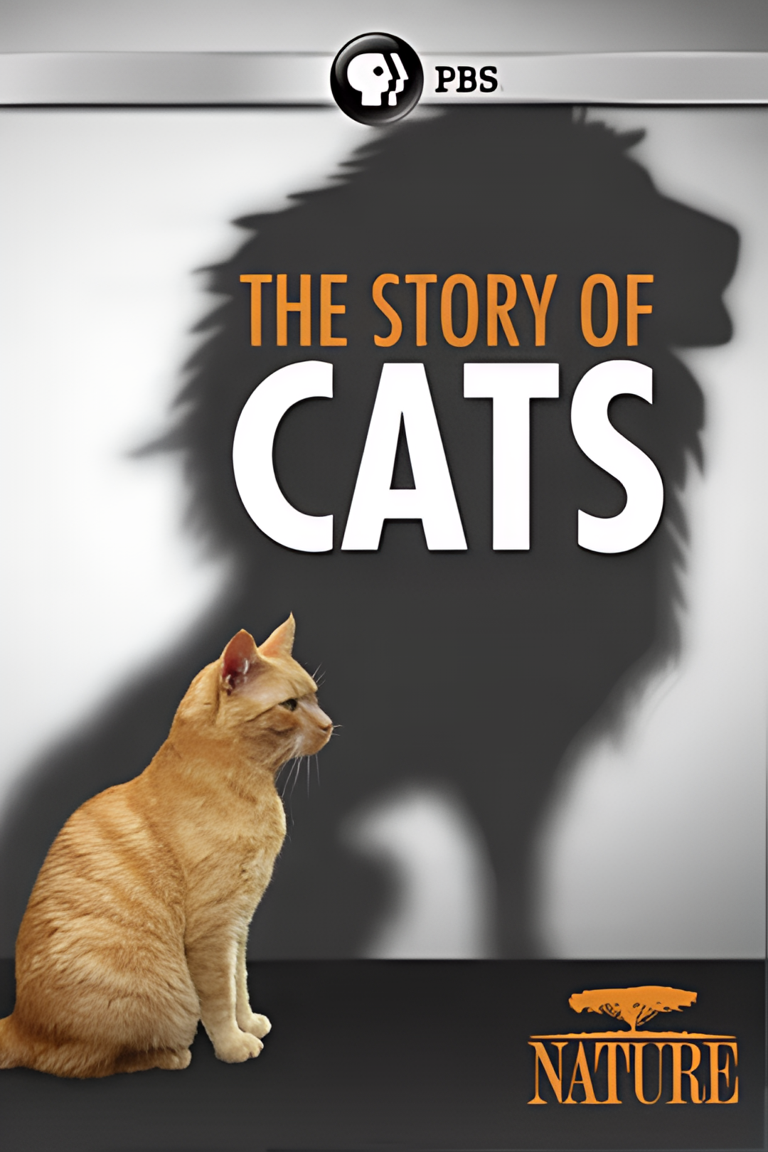 猫科动物的故事